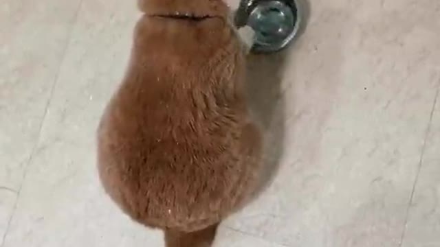 Funny video about cats 😂😂😂