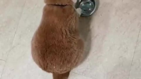 Funny video about cats 😂😂😂