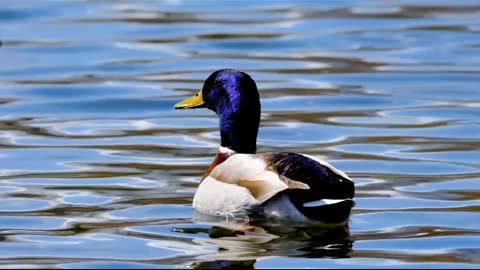 Ducks in a very first swimi