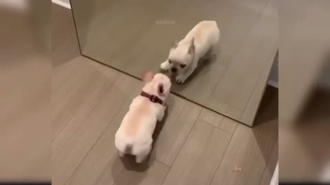 The dog who was tricked into the mirror