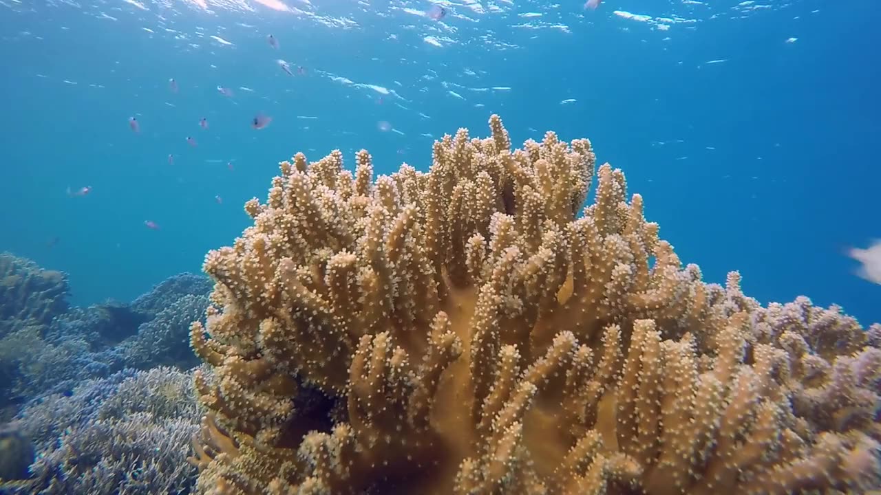 Coral reef