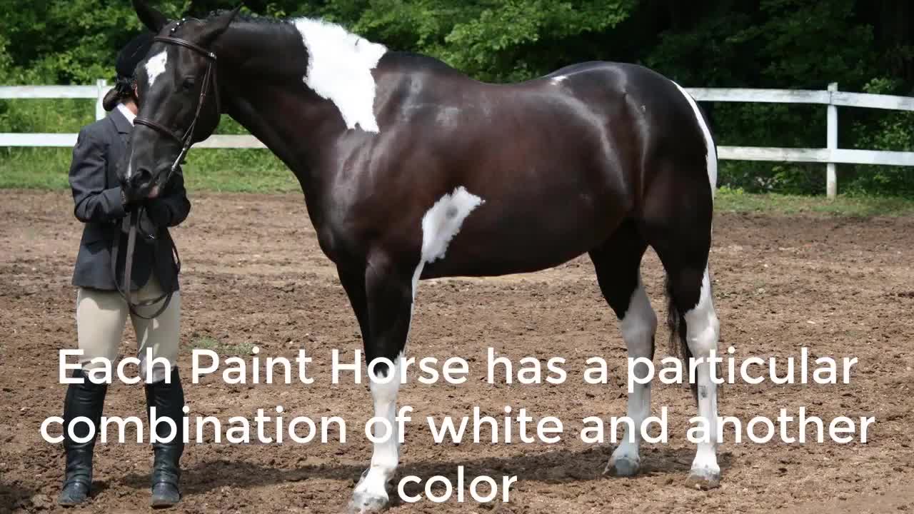 American Paint Horse