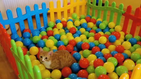 Cat play in the ball