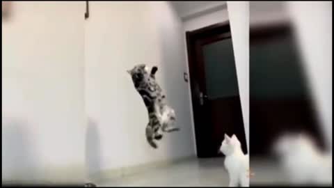 Cute and very funny cat video 🤩
