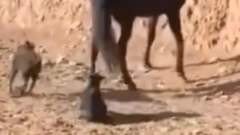 animal