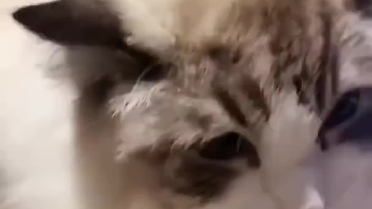 Aww Cute Cats Videos #catmeow Funny Animals Compilationš¹ Try Not To Laugh Challenge MV32 #shorts