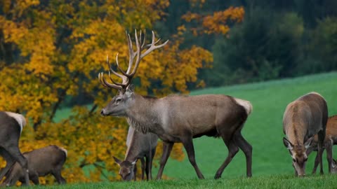 Lovely animals in nature