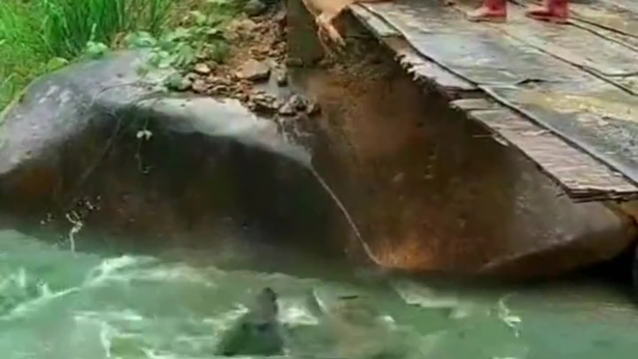 Pig fell into the water from Goria