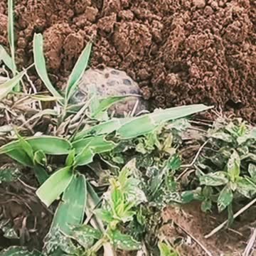 A natureza é incrível