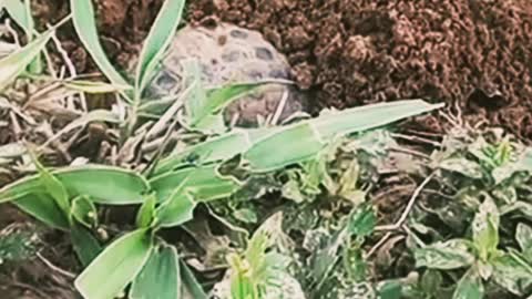 A natureza é incrível