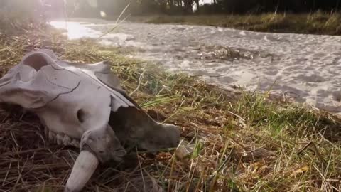 Hippo vs Lion Clan | Natural World | BBC Earth