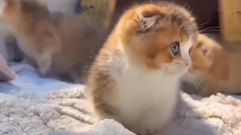 cutest cat /small cat/ cats love