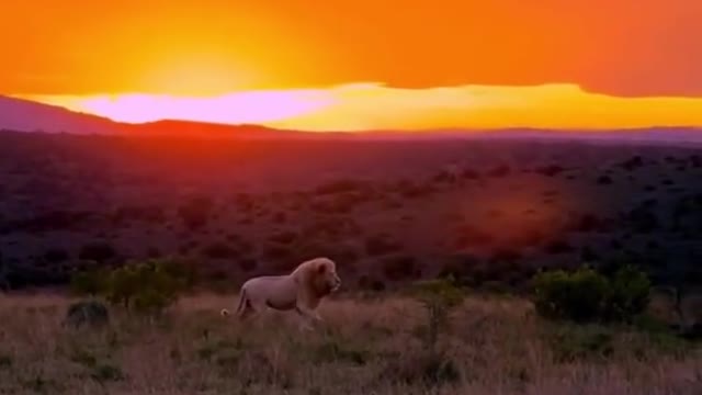 lion