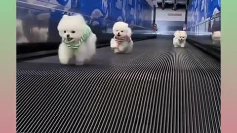 Cute and Funny Cat and Dog Video Compilation #shorts #214