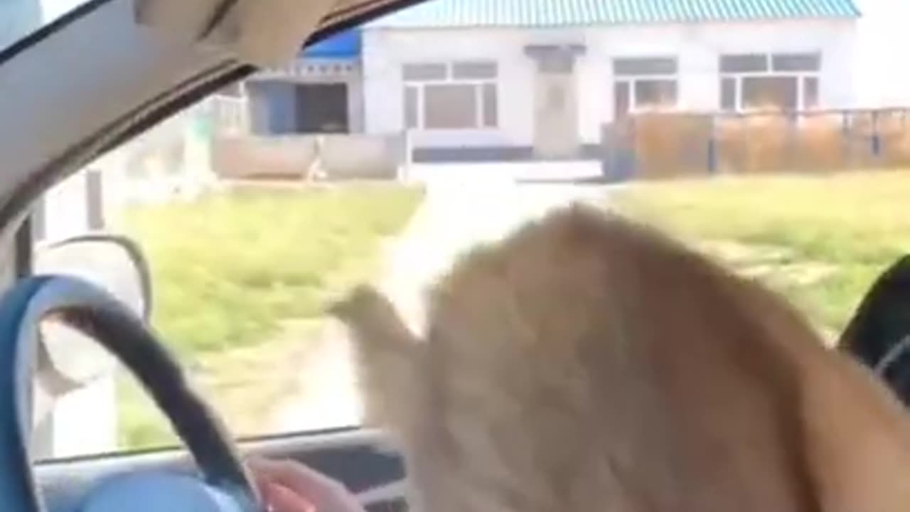 Funny pets