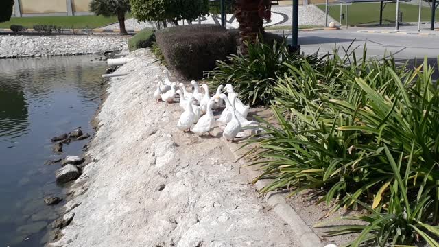 Super-Cute & Funny White Ducks Goodbye ME!