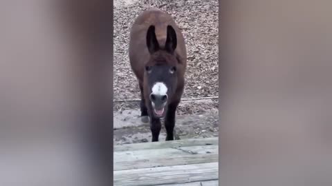 you laugh you lose part 1