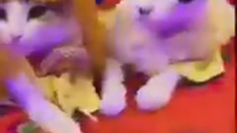 Exciting Journey of Cute Cats #shorts #viral #shortsvideo #video