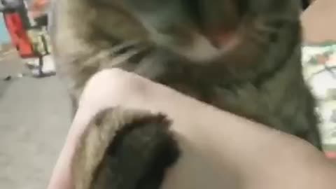 Funny Cat video - Arm wristing with cat