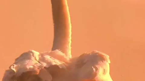 Mute swan wiggles in the morning light