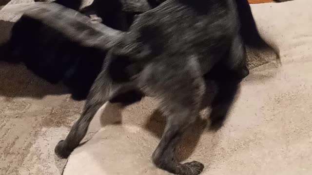 My Puppies Wrestling