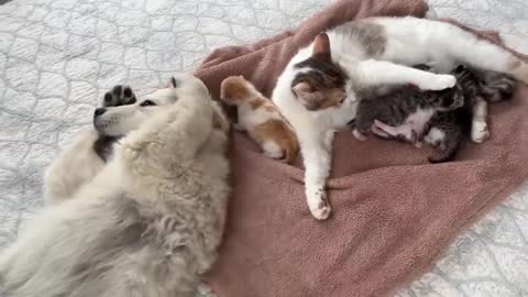 Golden Retriever Puppy Reacts to Baby Kittens [Cuteness Overload]