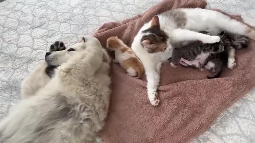 Golden Retriever Puppy Reacts to Baby Kittens [Cuteness Overload]