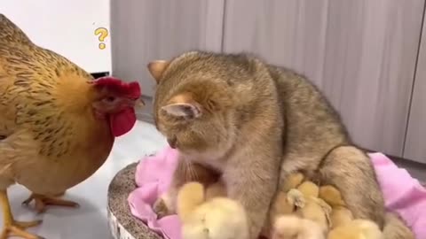 FunnyAnimals