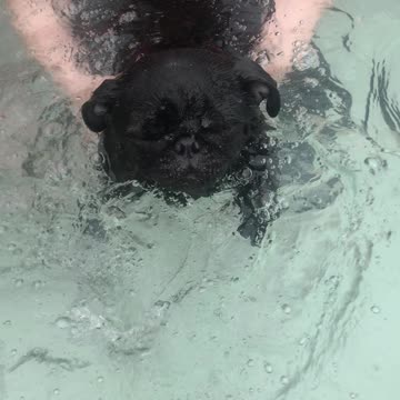 Pug Swimming