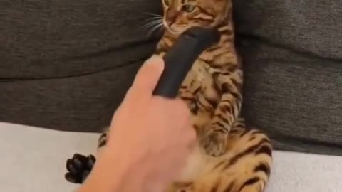 cute animals #shorts