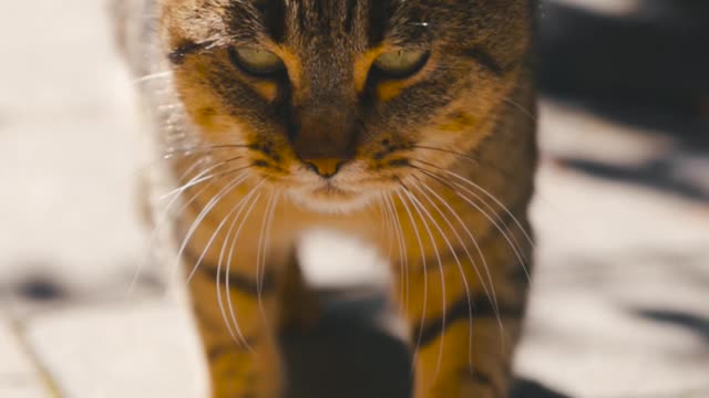 Cat video