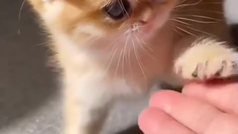 Video For Cute Cat 🐱🐱🐱 #totalanimalshots #shorts