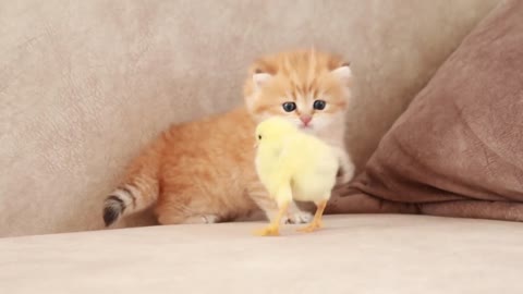 Fluffy orange meets with the yolk 🐥