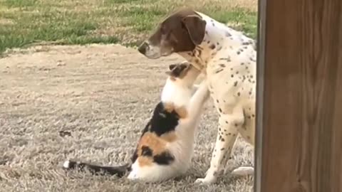 Kitty loves dog fren.