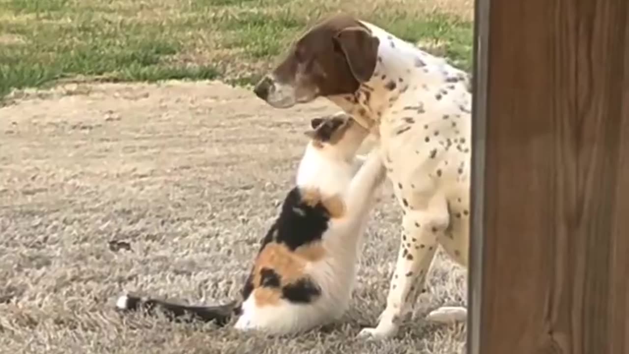 Kitty loves dog fren.
