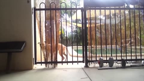 Funny Dogs, Cats and Animals Videos 🤩 Best Of The Best Compilation!