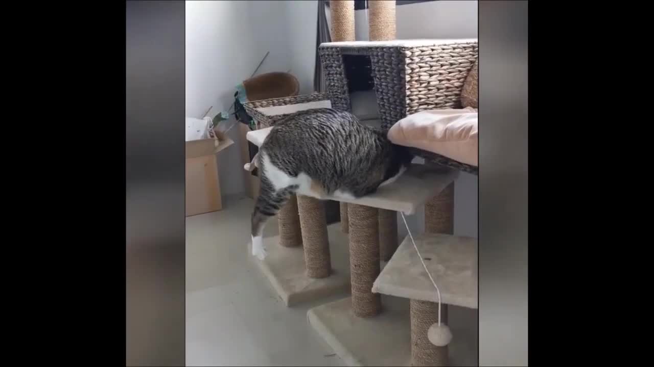 Best Funny Cat and parrot