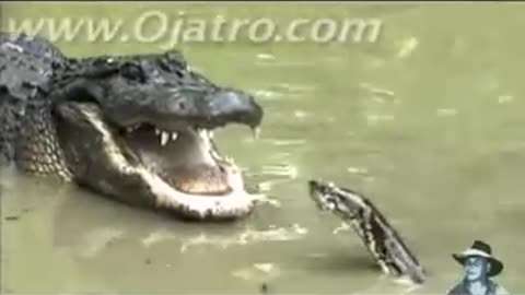 Python and Alligator