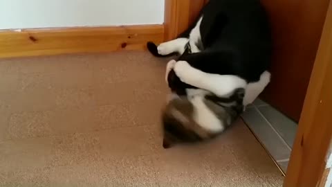 Funny & Cute Cat Compilation Video