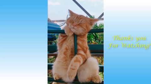 Funny and Cute Cat's Life 👯😺 Cats and Owners are the best friends Videos