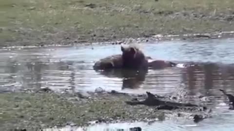 UNHAPPY CROC HAS UNINVITED GUEST| WILDLIFE