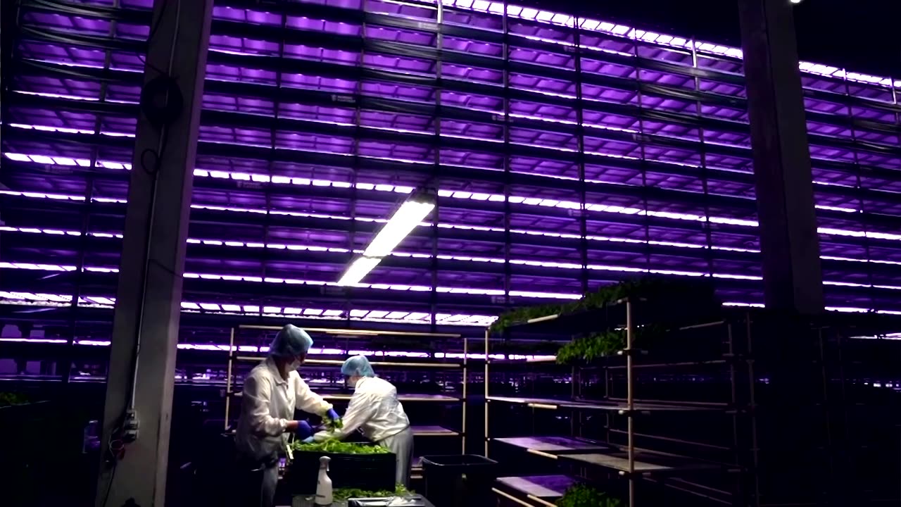Danish vertical farm looks to grow business