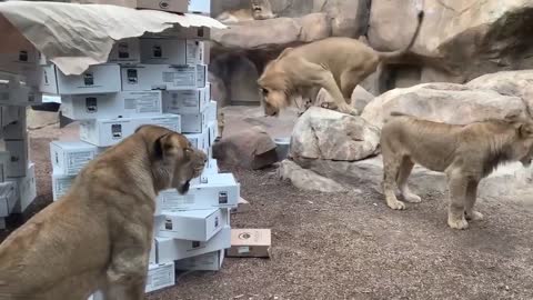 17.African Lions Enjoy Empty Box Enrichment