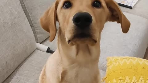 Cute Dog