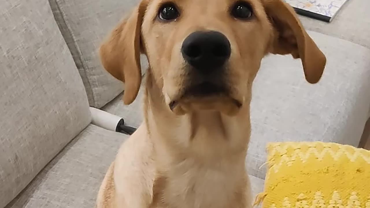 Cute Dog