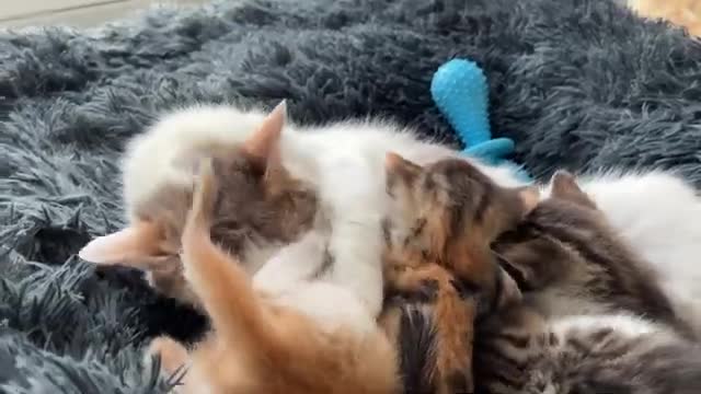 Mom Cat Attacked by Tiny Kitten [Cuteness Overload]
