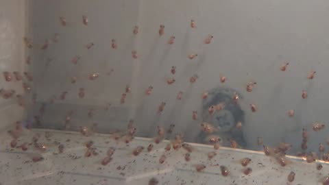 Young angelfish