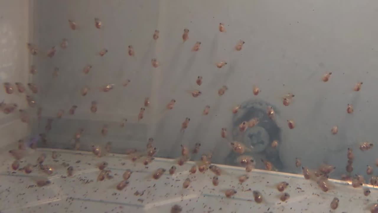 Young angelfish