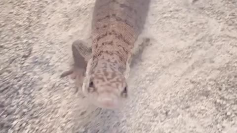 Lovely home pets