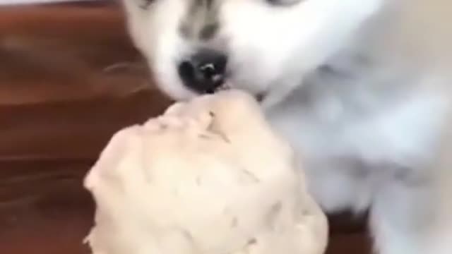 Smart dog knows exactly when owner's work calls are finished